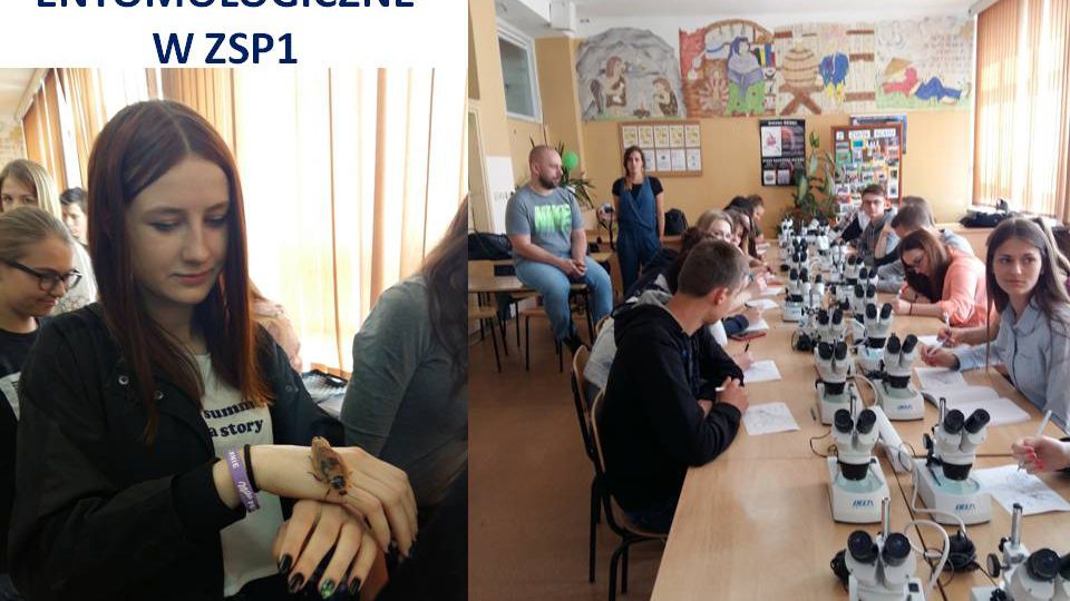 Warsztaty entomologiczne z zagranicznym akcentem.