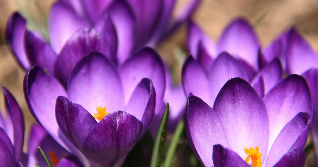 Konkurs fotograficzny Wiosna w obiektywie