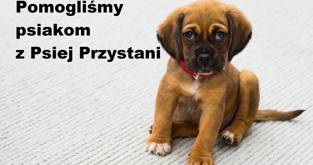 Pomagamy Przytulisku "Psia Przystań”