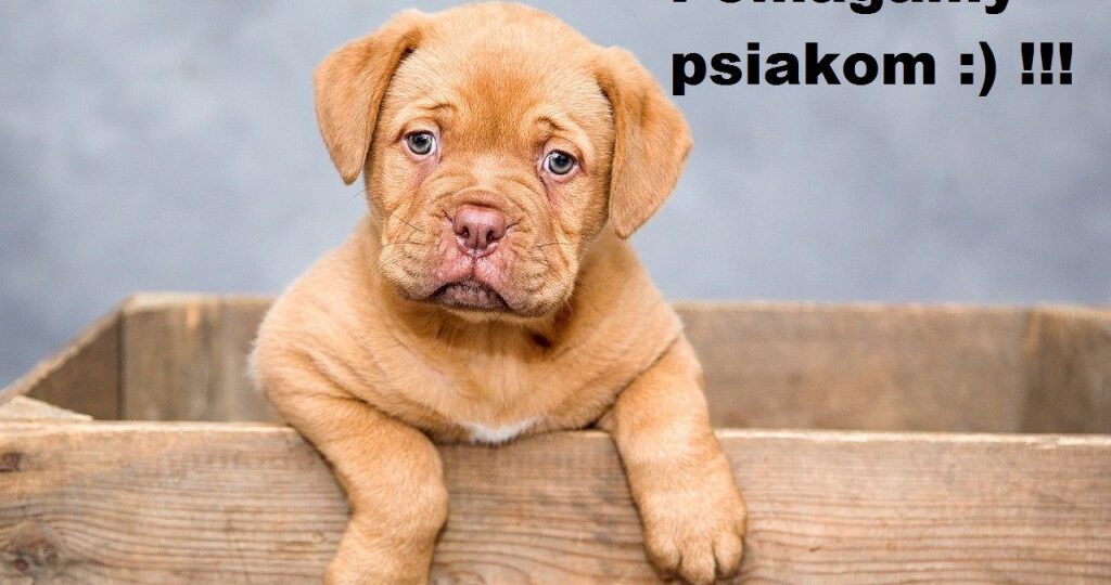 Pomagamy psiakom :)