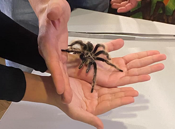 Lekcja biologii z żywymi pająkami